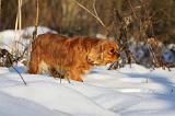 CAVALIER KING CHARLES 441